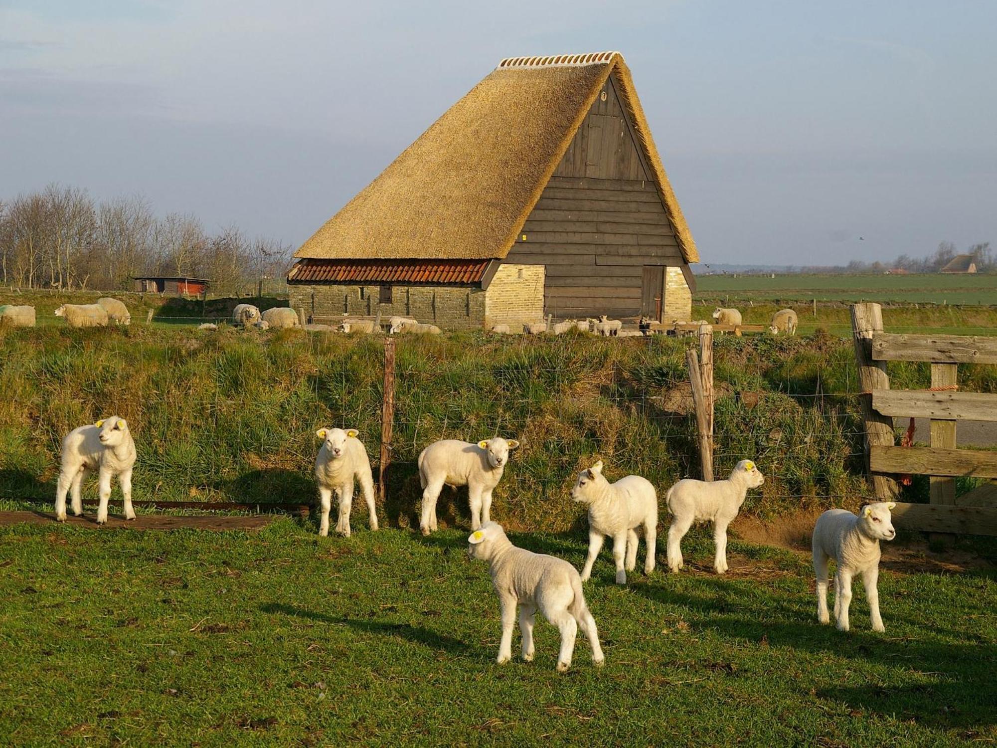 Great Farmhouse In De Cocksdorp With Garden Экстерьер фото